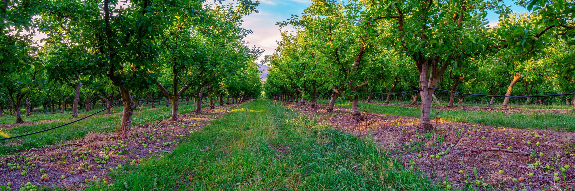 Apple - Framed Print - Tim Rainer Photography